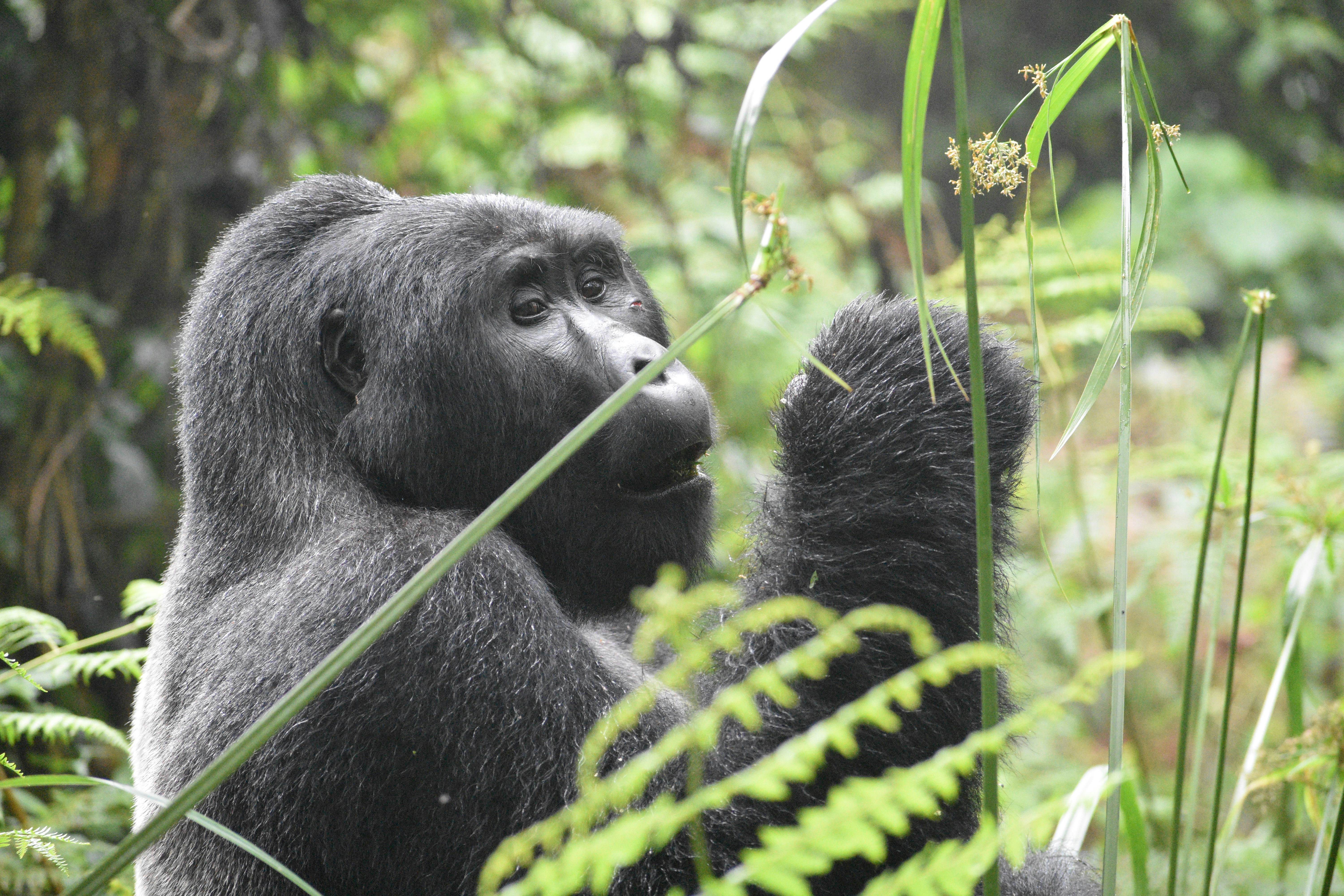 Gorilla Trekking